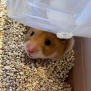 ヒメ日記 2025/04/18 11:32 投稿 さき 錦糸町人妻セレブリティ（ユメオト）