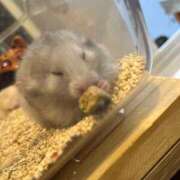 ヒメ日記 2025/04/22 18:58 投稿 さき 錦糸町人妻セレブリティ（ユメオト）