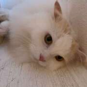 ヒメ日記 2025/06/11 11:22 投稿 さき 錦糸町人妻セレブリティ（ユメオト）