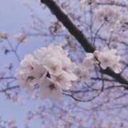 ヒメ日記 2026/03/29 09:50 投稿 つぼみ 熟女の風俗最終章 高崎店