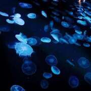 ヒメ日記 2025/05/22 00:35 投稿 みう 奥様特急　上野・鶯谷店