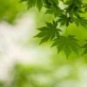 ヒメ日記 2025/04/10 17:19 投稿 霧島 紅葉 ELEGANCE