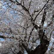 ヒメ日記 2025/04/07 11:02 投稿 りん ラブ・アンド・ラブ