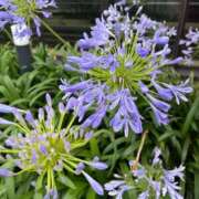 ヒメ日記 2025/07/18 14:00 投稿 佳乃(よしの) 人妻城 横浜本店