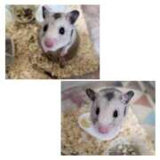 ヒメ日記 2025/04/21 13:04 投稿 まお 夜這専門発情する奥様たち 難波店