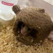 ヒメ日記 2025/04/27 14:24 投稿 まお 夜這専門発情する奥様たち 難波店