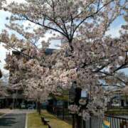 ヒメ日記 2025/04/12 15:41 投稿 大和　こはる ギン妻パラダイス 谷九店