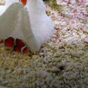 ヒメ日記 2025/04/19 21:02 投稿 大和　こはる ギン妻パラダイス 谷九店