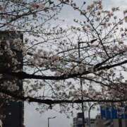 ヒメ日記 2026/04/08 12:07 投稿 大和　こはる ギン妻パラダイス 谷九店