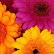 ヒメ日記 2026/01/13 12:30 投稿 いぶき 熟女の風俗最終章 新宿店