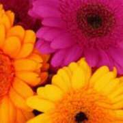 ヒメ日記 2026/02/01 20:29 投稿 いぶき 熟女の風俗最終章 池袋店