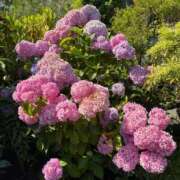 ちはや 🤍 沖縄素人図鑑