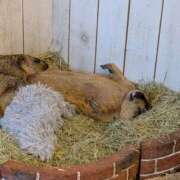 ヒメ日記 2025/06/21 17:03 投稿 りん 栃木小山ちゃんこ