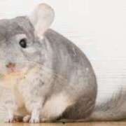 ヒメ日記 2026/02/05 18:45 投稿 りん 栃木小山ちゃんこ