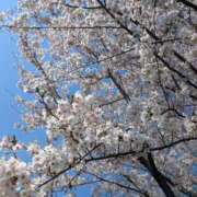 ヒメ日記 2026/04/03 11:05 投稿 りん 栃木小山ちゃんこ