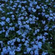 あやの・SP 今週はあした(24日)から やまとなでしこ桜組