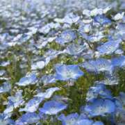 ヒメ日記 2025/06/13 17:36 投稿 みんと 学校帰りの妹に手コキしてもらった件 谷九