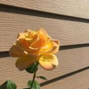 ヒメ日記 2025/05/04 18:04 投稿 かりな 新宿泡洗体デラックスエステ