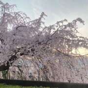 ヒメ日記 2026/03/31 23:06 投稿 しいな ぽちゃカワ女子専門店 千葉松戸店