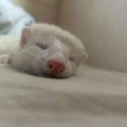 ヒメ日記 2025/04/01 15:20 投稿 Missあの 禁断のMrs.CLUB