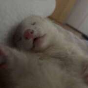 ヒメ日記 2025/04/11 11:50 投稿 Missあの 禁断のMrs.CLUB