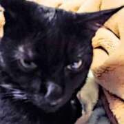 まどか 25日出勤します！ 熟女の風俗最終章 池袋店