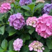 ヒメ日記 2026/06/07 14:01 投稿 ななこ アリスカフェ