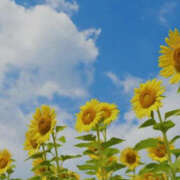 ヒメ日記 2025/08/17 11:18 投稿 宮舘ふゆ 色気あるワイフ