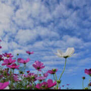 ヒメ日記 2025/10/10 11:39 投稿 宮舘ふゆ 色気あるワイフ