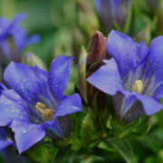 宮舘ふゆ 秋雨☔️ 色気あるワイフ