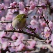 宮舘ふゆ 明日から 色気あるワイフ