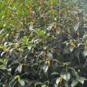 ヒメ日記 2025/10/18 12:55 投稿 ましろ すぐ舐めたくて学園立川校〜舐めたくてグループ〜