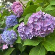 ヒメ日記 2025/06/16 14:10 投稿 きぃ【性感】 性感エステBianca豊中店