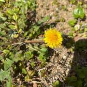 ヒメ日記 2026/03/17 15:00 投稿 きぃ【性感】 性感エステBianca豊中店