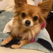 ヒメ日記 2025/11/01 09:46 投稿 たまき 逢って30秒で即尺