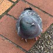 さつき こんばんは 完熟ばなな 横浜