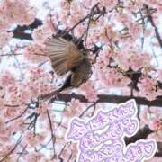 ヒメ日記 2025/04/13 09:37 投稿 ゆい ぽっちゃり素人専門店 愛されぽっちゃり倶楽部 古川店