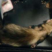 ヒメ日記 2025/06/16 11:52 投稿 ことり the SPA KADOEBI