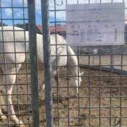 ヒメ日記 2025/10/26 11:42 投稿 ことり the SPA KADOEBI