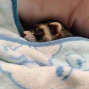 ことり 京成杯と日経新春杯🏇 the SPA KADOEBI