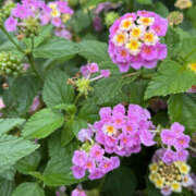 ヒメ日記 2025/05/30 18:00 投稿 まりえ 奥鉄オクテツ神奈川店（デリヘル市場グループ）