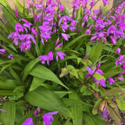 ヒメ日記 2025/06/29 18:50 投稿 藤咲さくら YESグループ水戸　華女