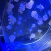 ヒメ日記 2025/10/16 19:33 投稿 藤咲さくら YESグループ水戸　華女