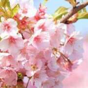 ヒメ日記 2026/03/13 23:08 投稿 藤咲さくら YESグループ水戸　華女