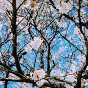 ヒメ日記 2026/04/03 17:46 投稿 藤咲さくら YESグループ水戸　華女