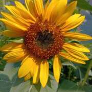 ヒメ日記 2025/08/26 08:18 投稿 あやなみ 川崎・東横人妻城