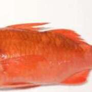 ヒメ日記 2025/10/07 06:48 投稿 あやなみ 川崎・東横人妻城