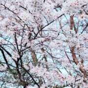 ヒメ日記 2025/04/11 18:34 投稿 新人 さくらｻﾝ De愛急行 栗東インター店