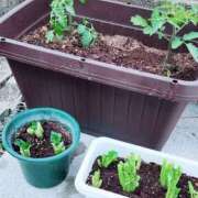 ヒメ日記 2025/04/12 10:52 投稿 新人 さくらｻﾝ De愛急行 栗東インター店