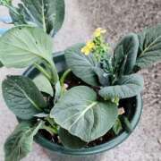 ヒメ日記 2025/05/18 14:11 投稿 新人 さくらｻﾝ De愛急行 栗東インター店